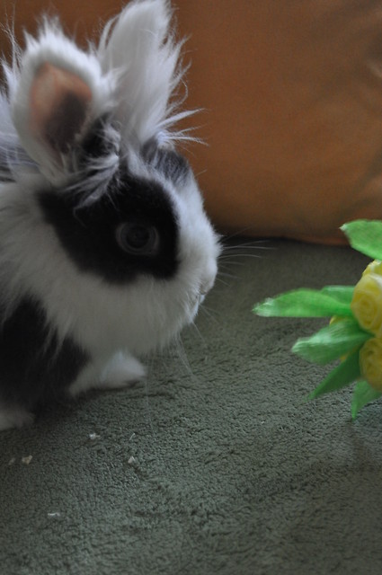Hodnu ;**