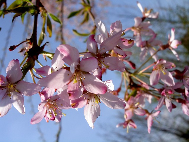 Winia Japoska ; ]
