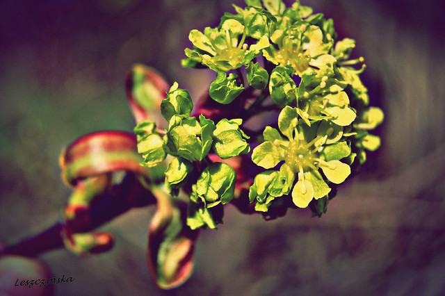 springtime