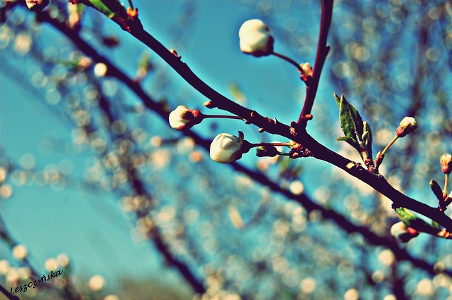 spring II
