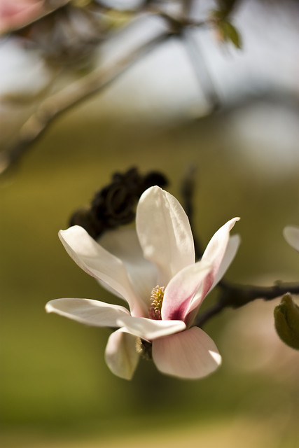 magnolia.
