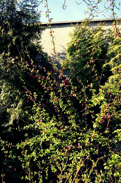 spring