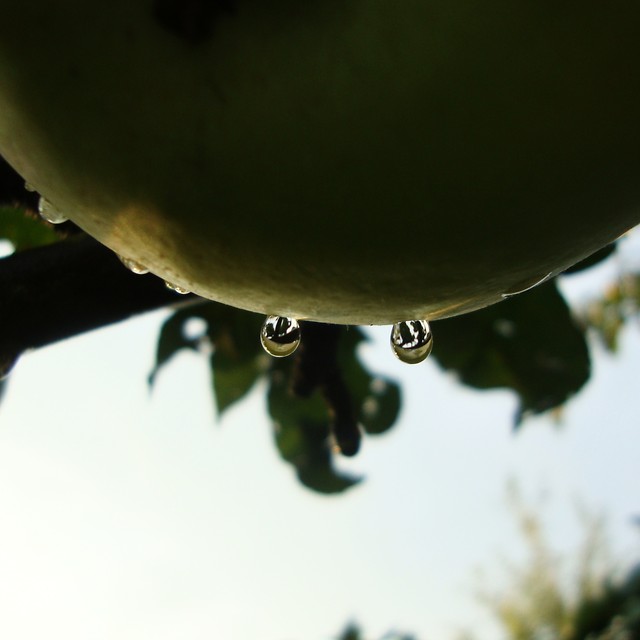 Apple № 5 '10