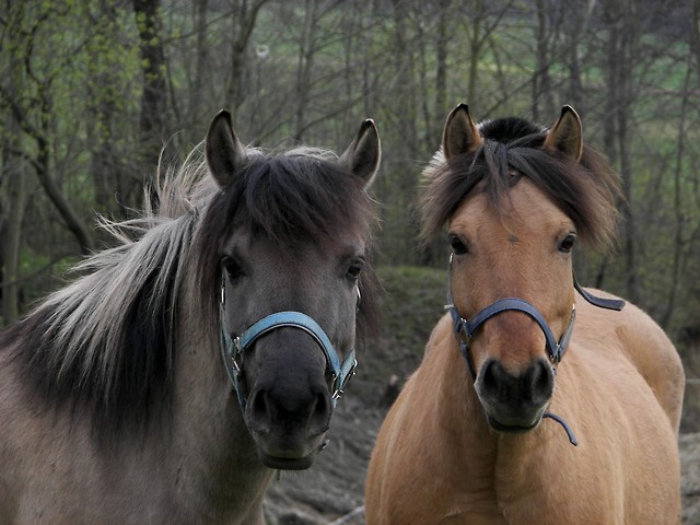 Murka i Morgana