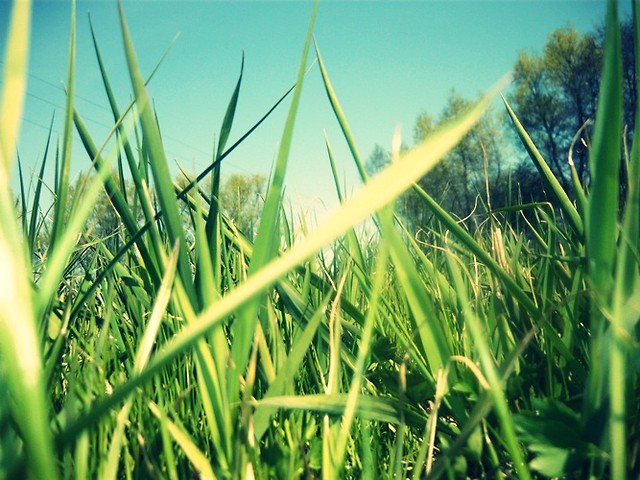 Trawka :D 