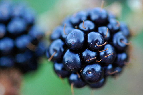 blackberry.