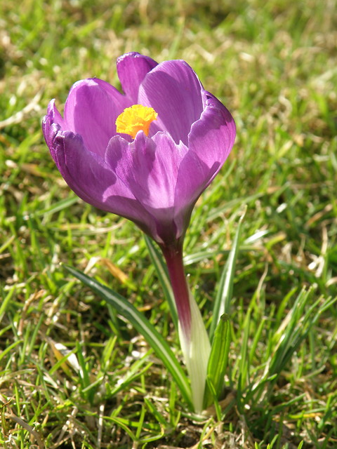 Krokus