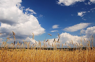 Pikne 