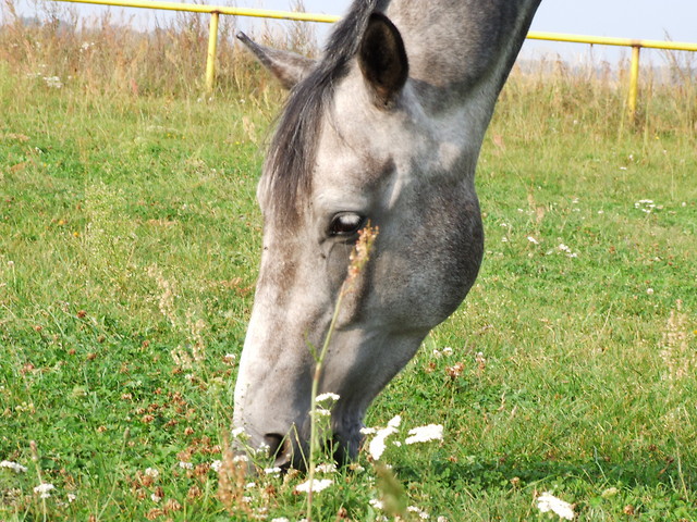 Szpaku(Ksie z bajki)