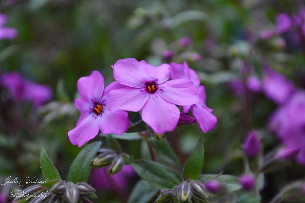 Little flowers.