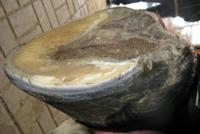 kopyto mojego ulubionego konia