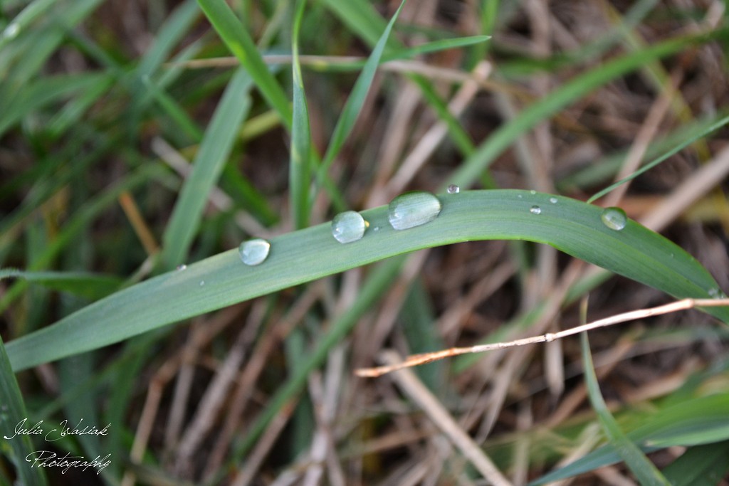 Evening dew.