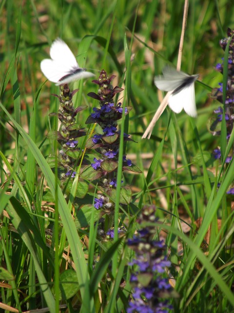Butterfly's edit. ;d 