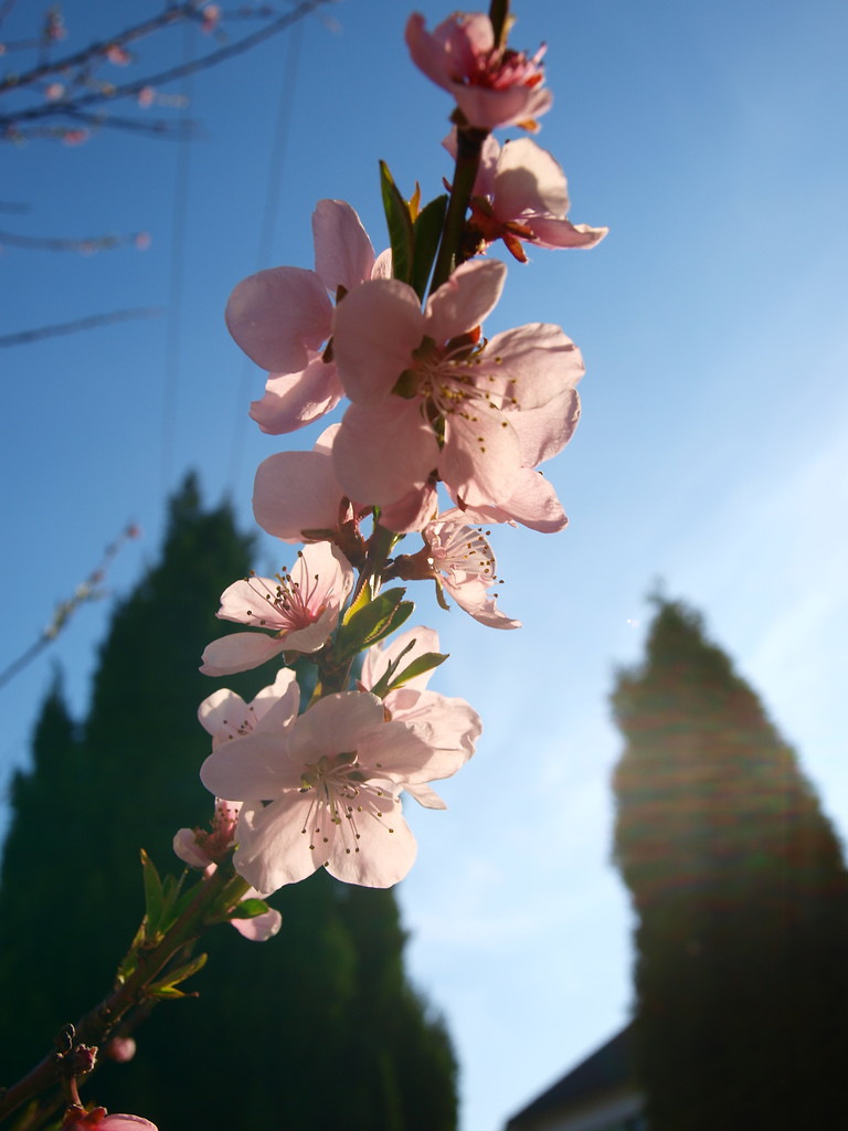 pink flowers