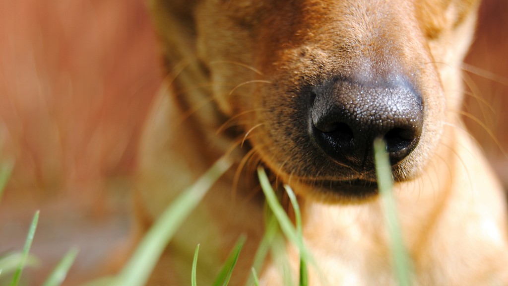 The Dog.