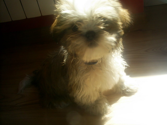 Pies Kuzynki Marty Ch. haha :D