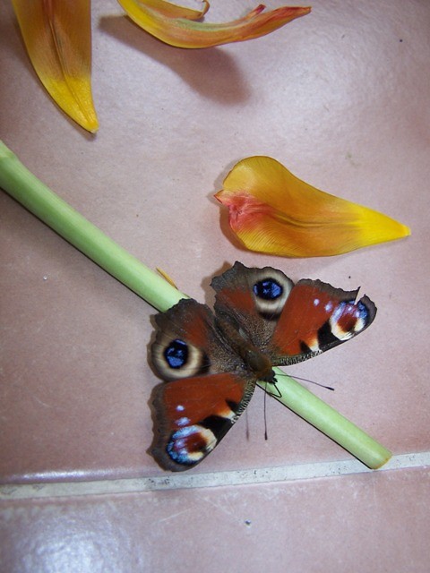 Motyl.