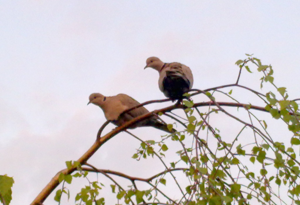 Pigeons