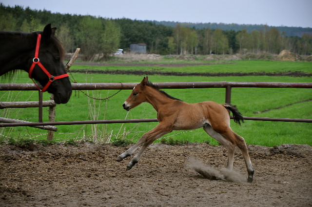 TOSKAandTORNADO  