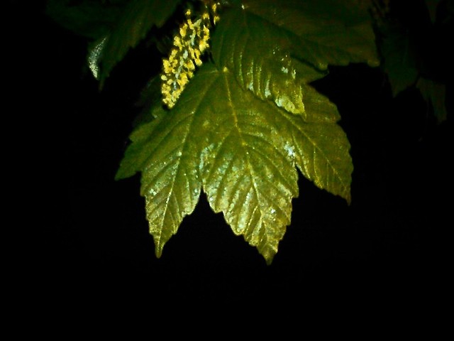 Natura