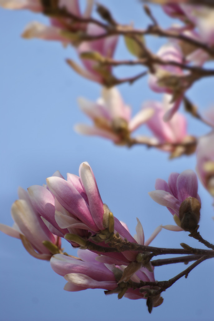 Magnolie-Arystokratki