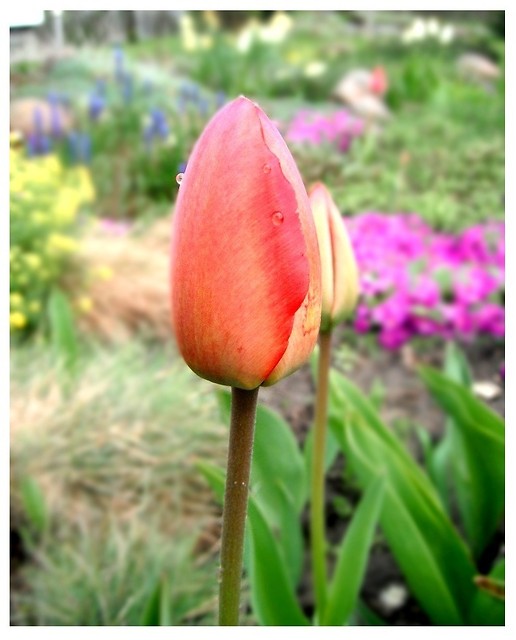114: Tulipan :)