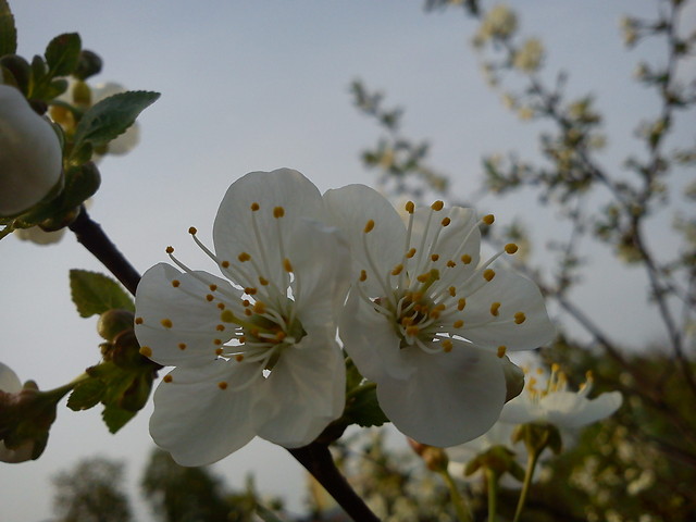 WINIA