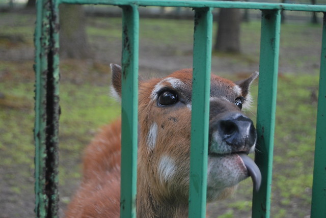 zoo