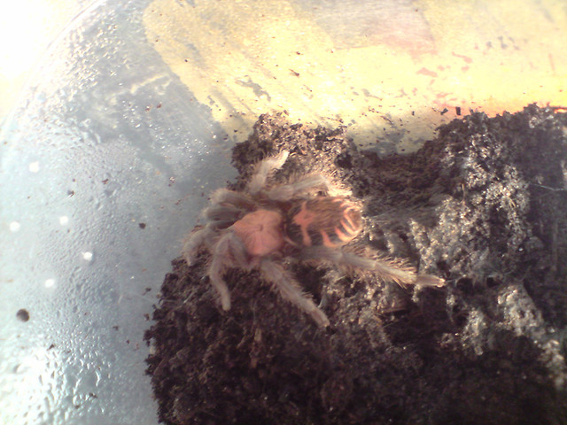 Cyclosternum fasciatum