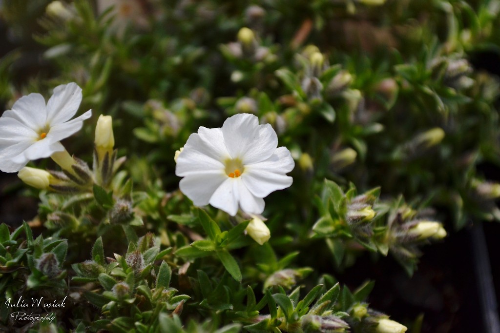 White Dream.