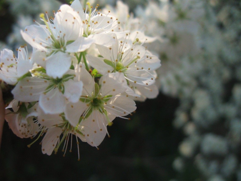 flowers ;)
