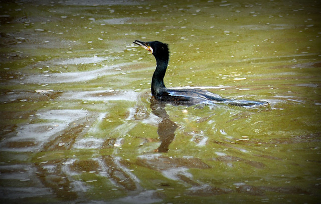 Kormoran zwyczajny