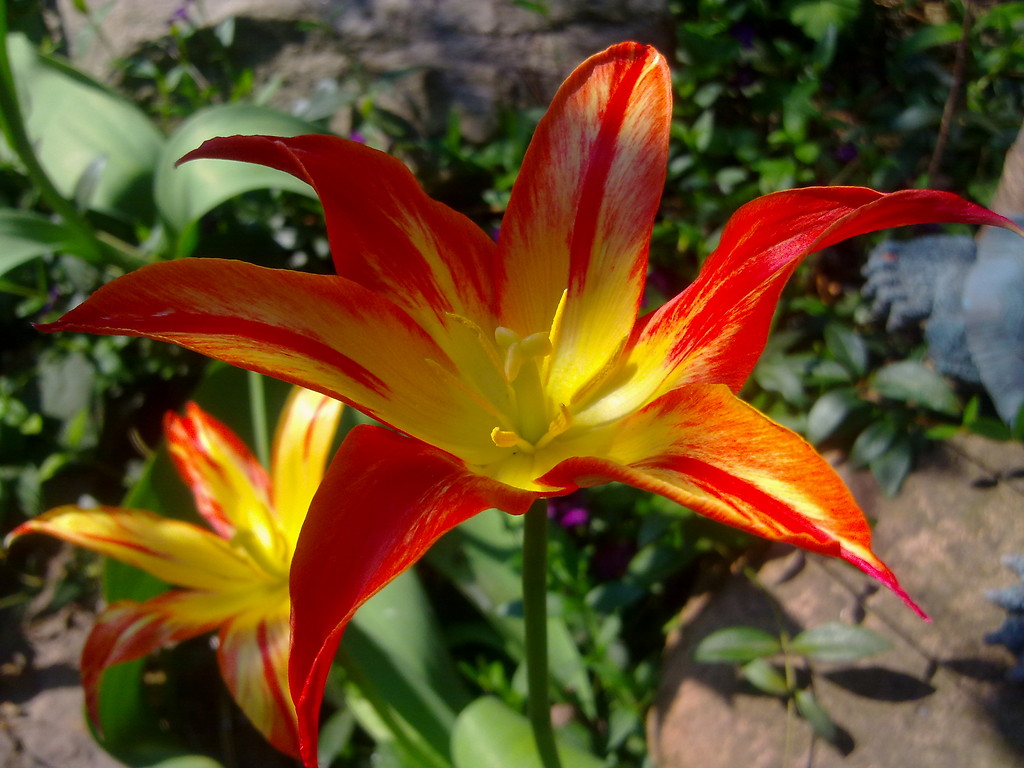 Flower power?