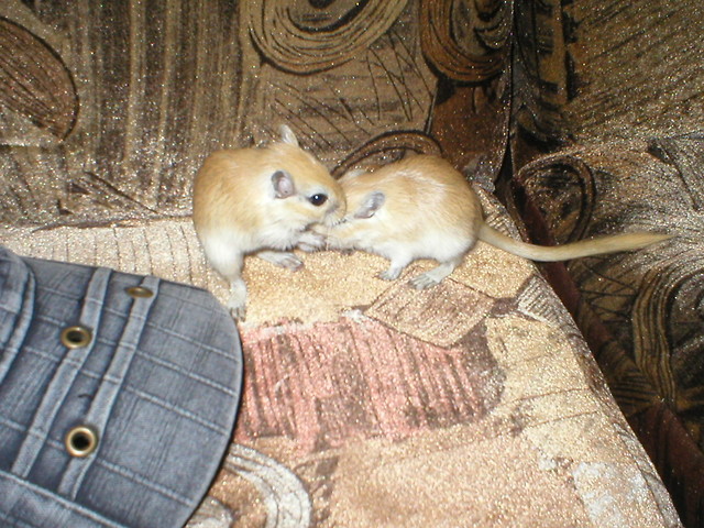 Myszory ^^