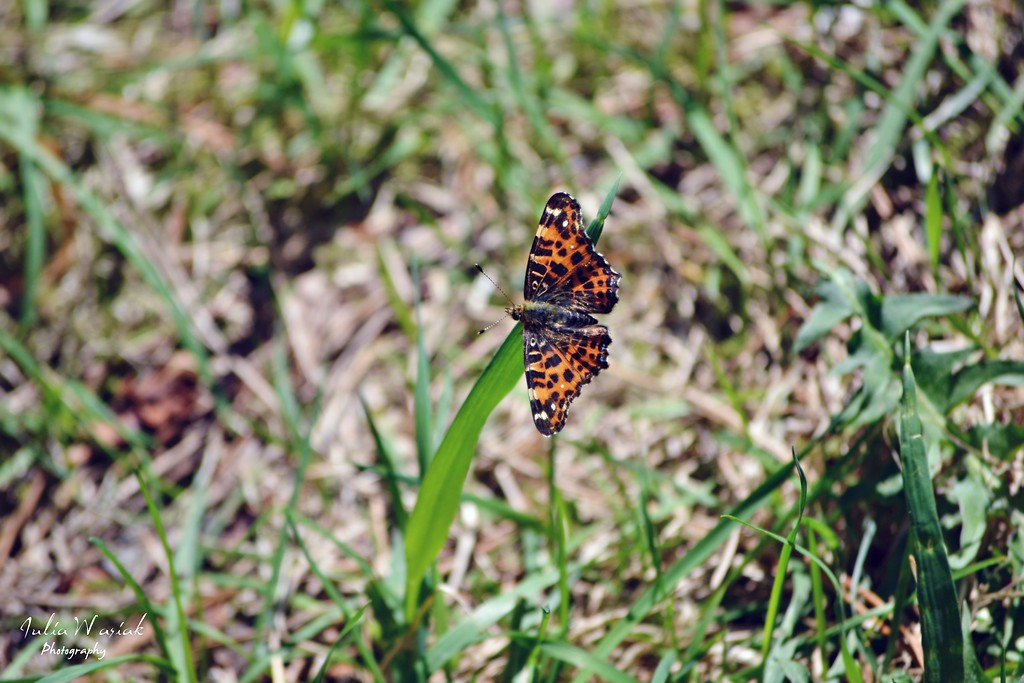 Butterfly.