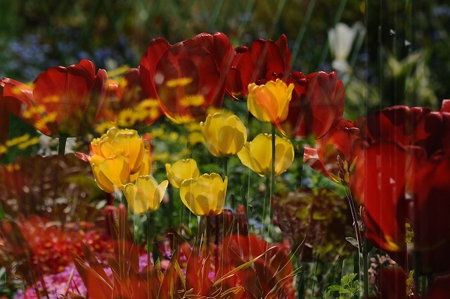 Tulips