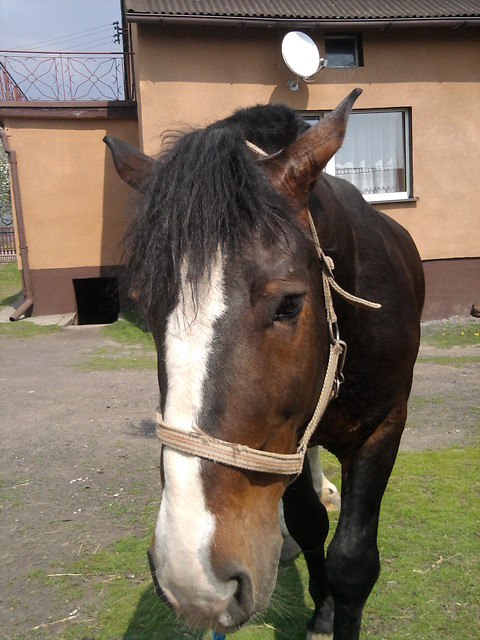 Misiu :D 