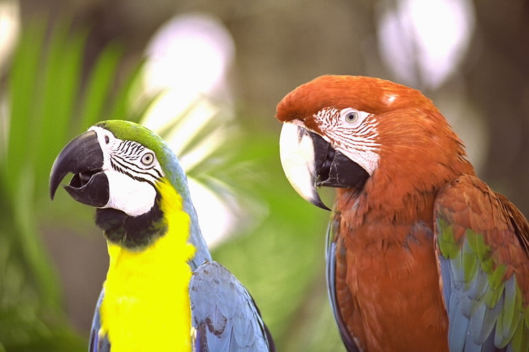16. parrot  , < 3 