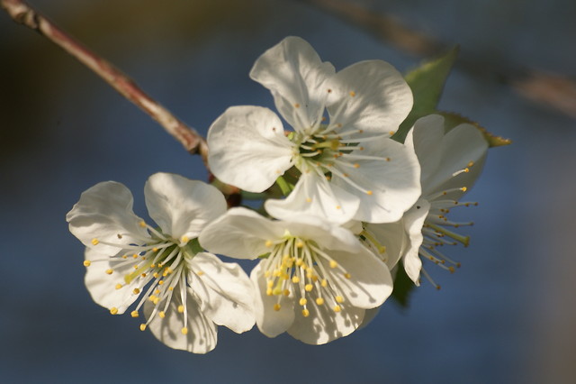 spring! 