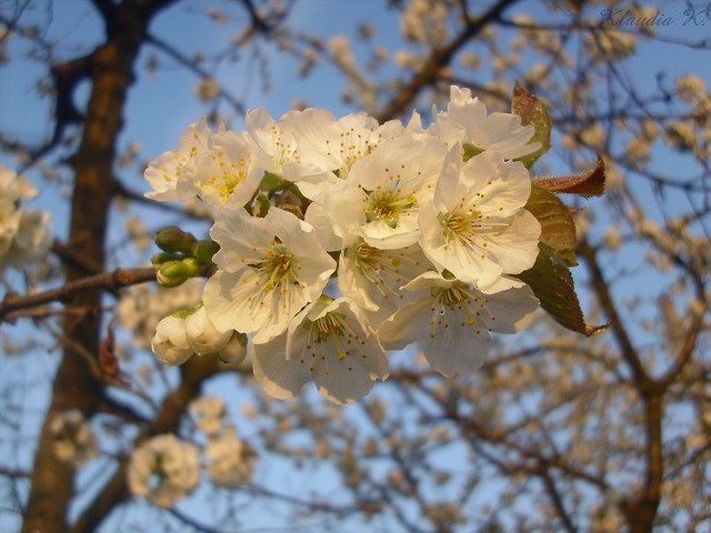 Wiosennie 