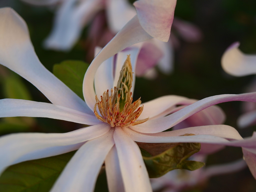 flower power