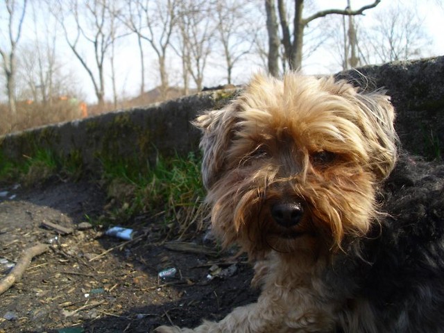 misio :*