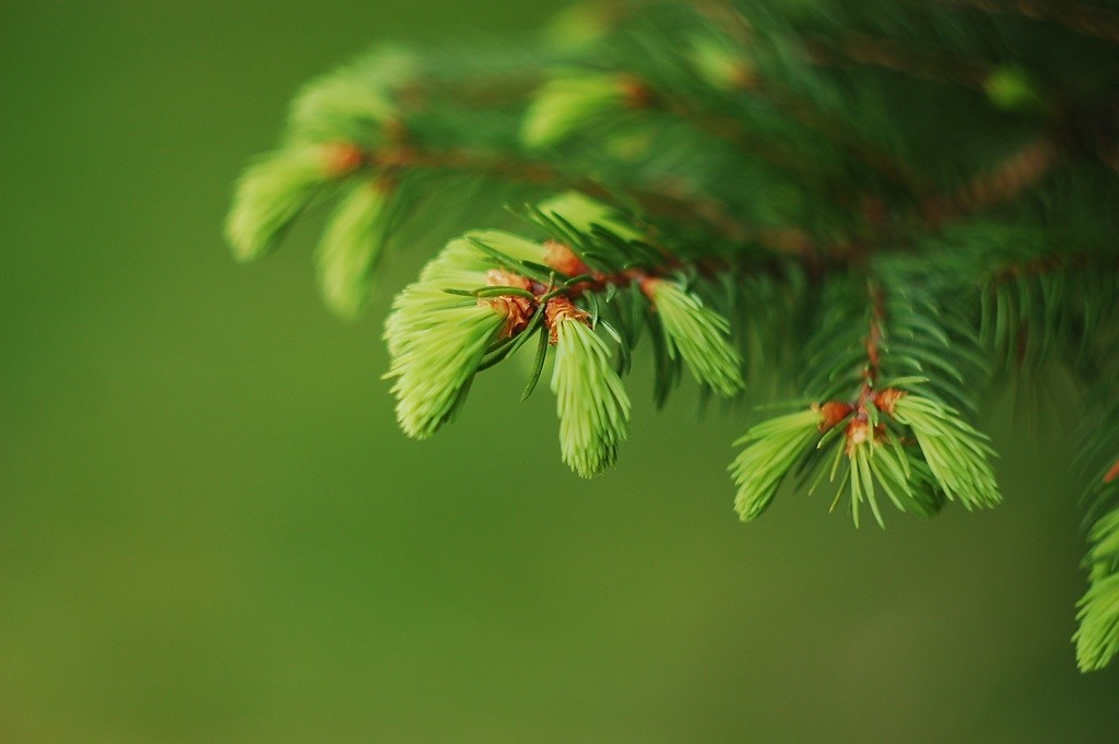 green