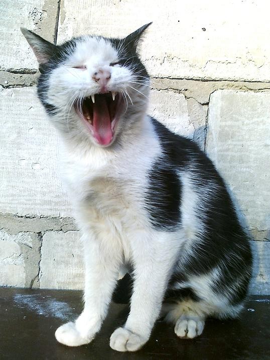 Kicia
