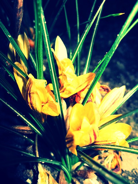 Krokus  :)