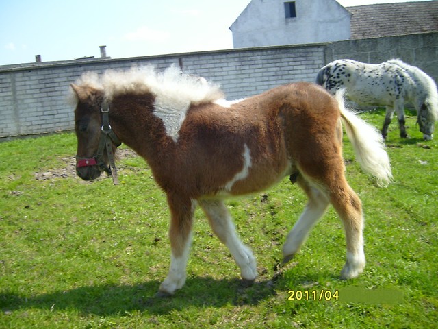 Irysek:)