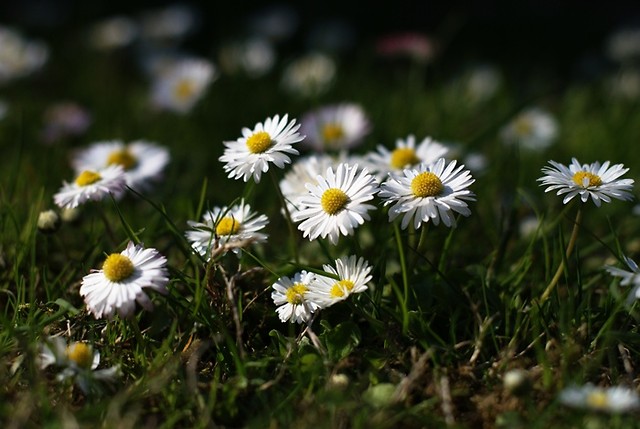flowers..with love.