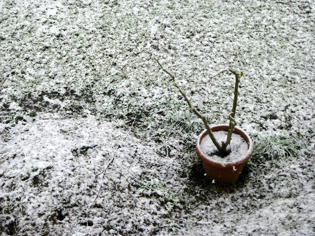 everything freezes on May 3