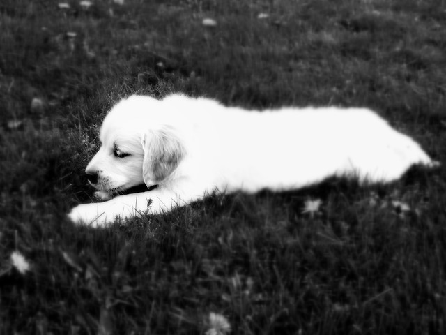 Bruno