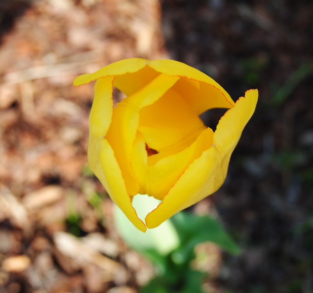 tulipanek